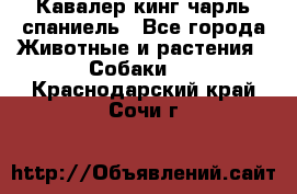 Кавалер кинг чарль спаниель - Все города Животные и растения » Собаки   . Краснодарский край,Сочи г.